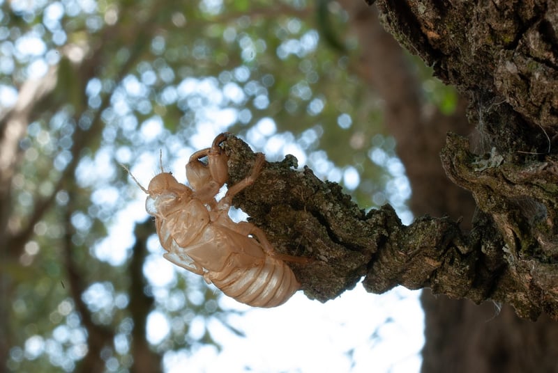 Chrysalis